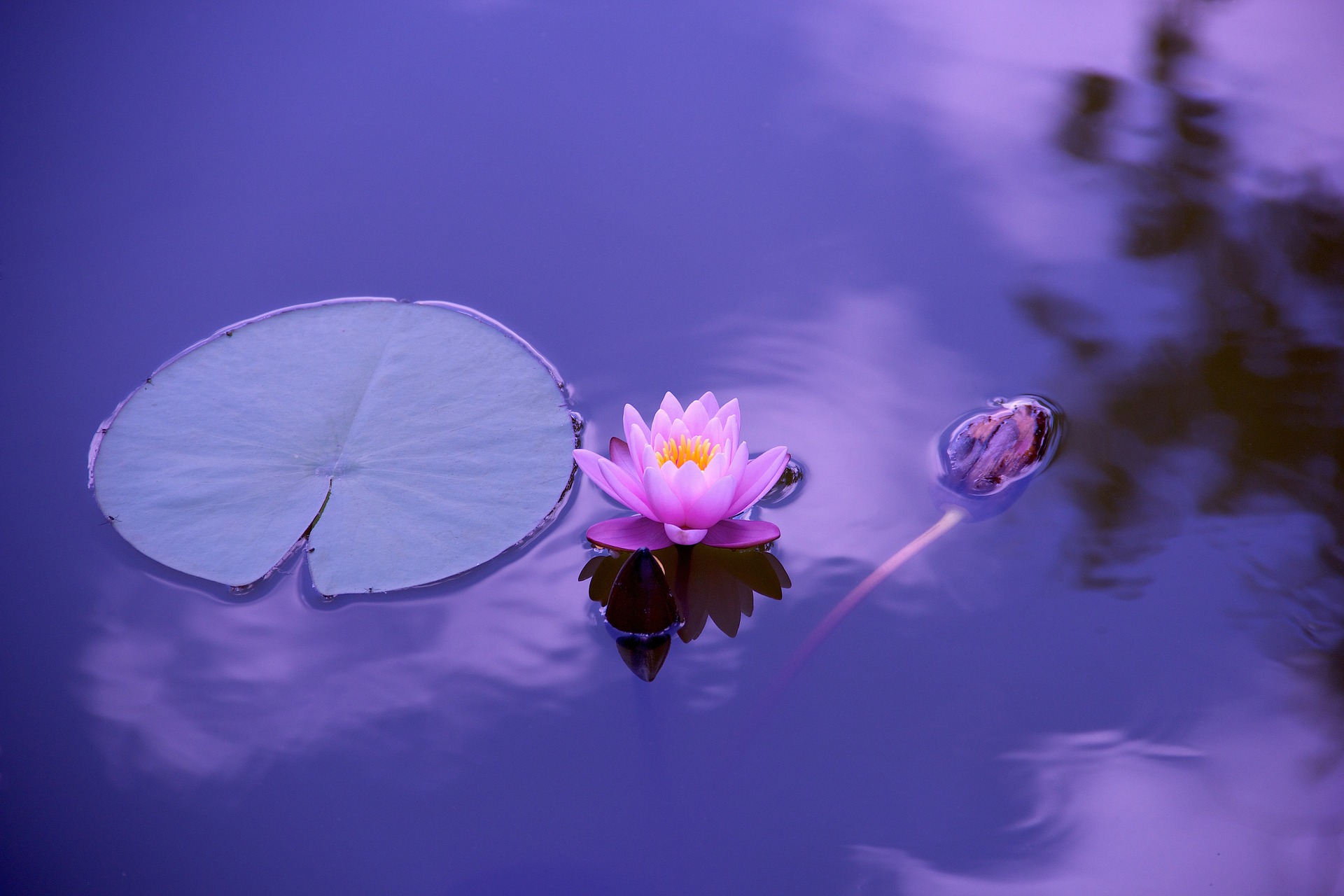 meditation 102 lotus