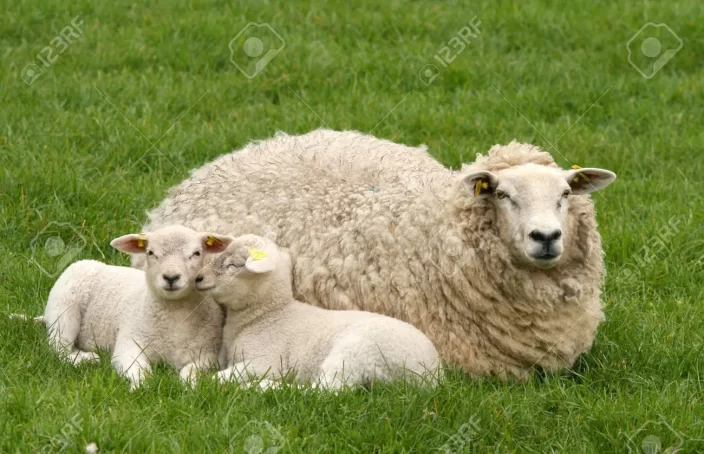 Two lambs with mother sheep