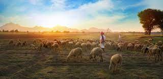 shepherd in field with flock